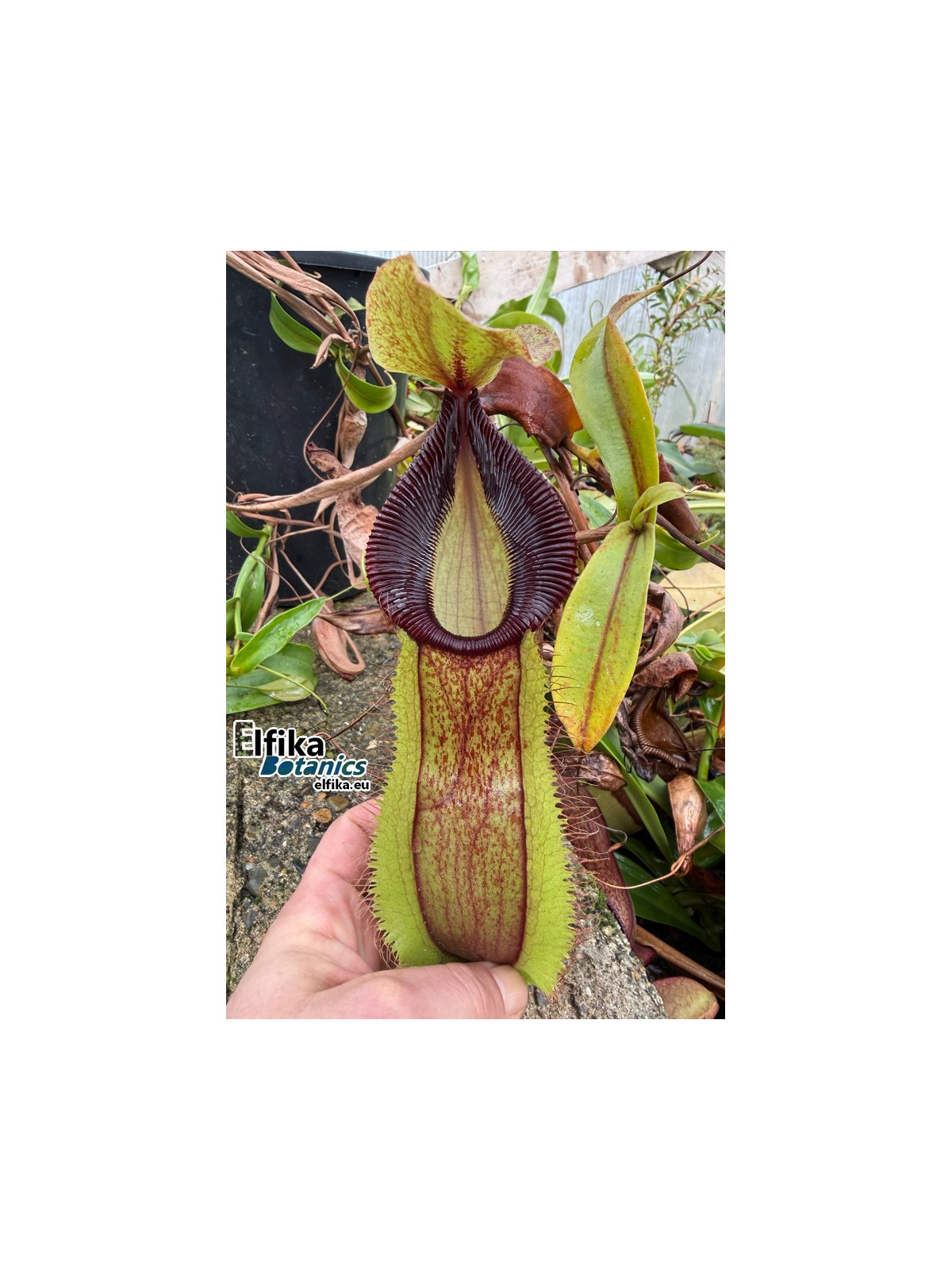 Nepenthes spathulata x hamata (female)