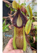 Nepenthes spathulata x hamata (female)