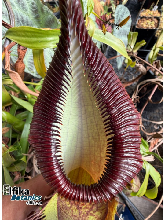 Nepenthes spathulata x hamata (female)