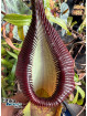 Nepenthes spathulata x hamata (female)
