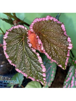 Begonia fulvovillosa