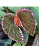 Begonia fulvovillosa