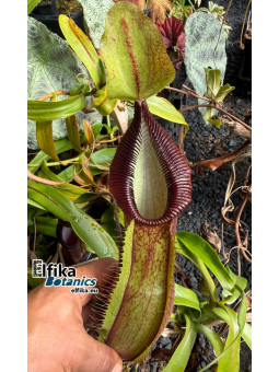 Nepenthes spathulata x hamata (femelle)