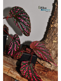Begonia cf. negrosensis x daunhitam (gxEB24)