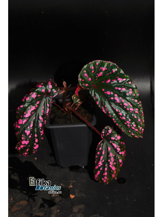 Begonia cf. negrosensis x daunhitam (gxEB24)