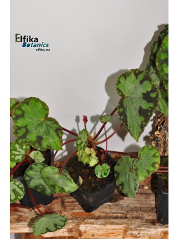 Begonia sp. Frog