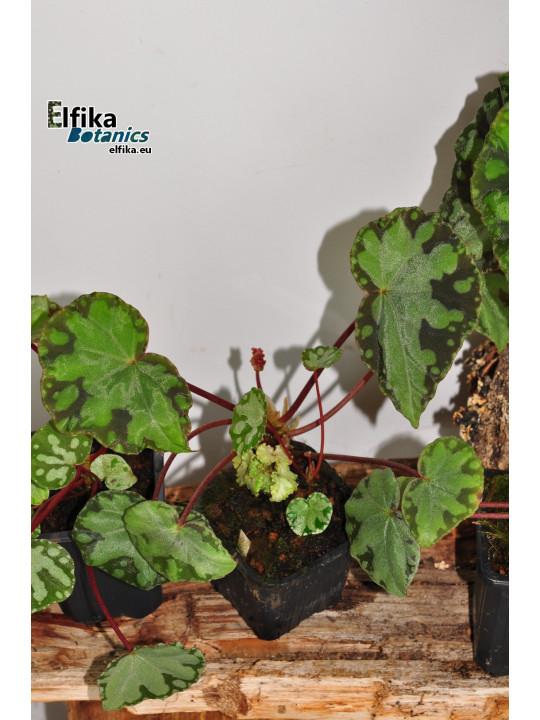 Begonia sp. Frog