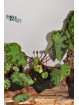 Begonia sp. Frog