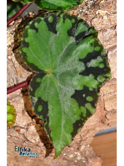 Begonia sp. Frog