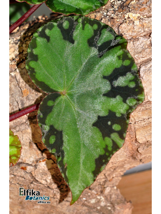 Begonia sp. Frog