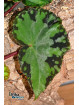 Begonia sp. Frog