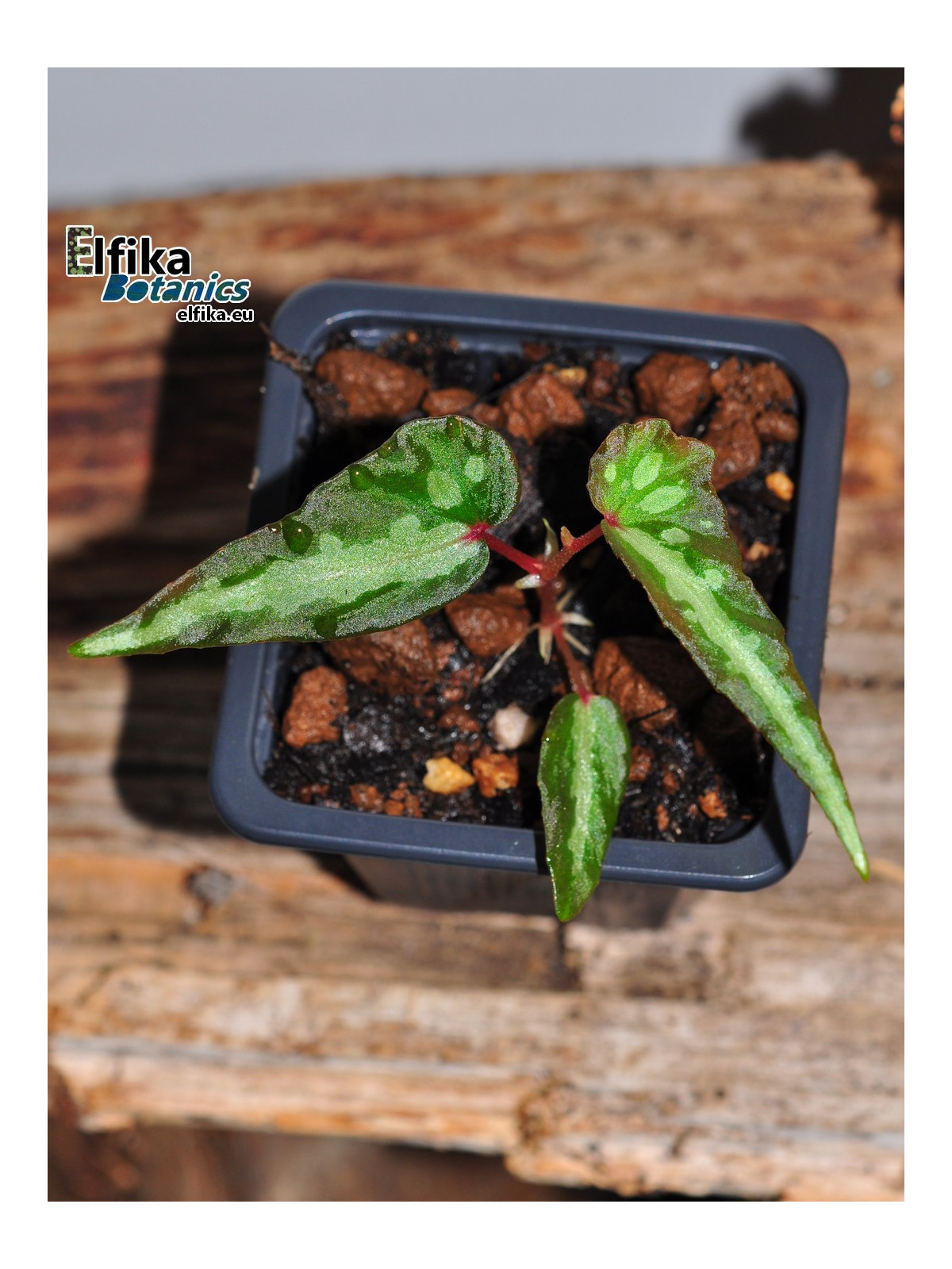 Begonia sp. Stripe Tawau (EBc4)