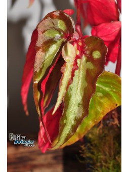 Begonia sp. Stripe Tawau (EBc4)