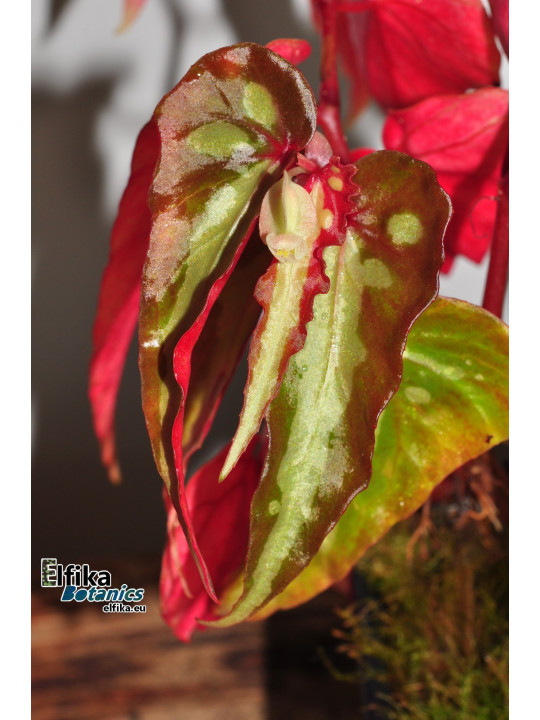 Begonia sp. Stripe Tawau (EBc4)