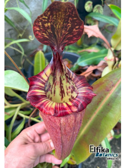 Nepenthes rajah x (burbidgeae x villosa)