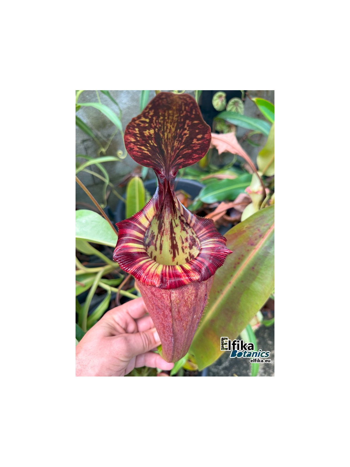 Nepenthes rajah x (burbidgeae x villosa)