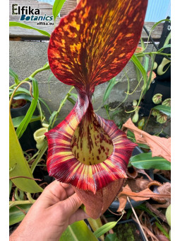 Nepenthes rajah x (burbidgeae x villosa)