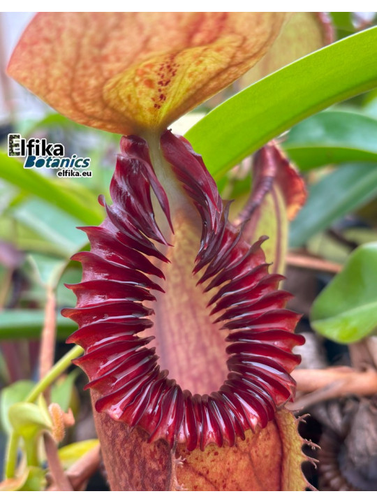 Nepenthes hamata x edwardsiana 'Vampire' (mâle)