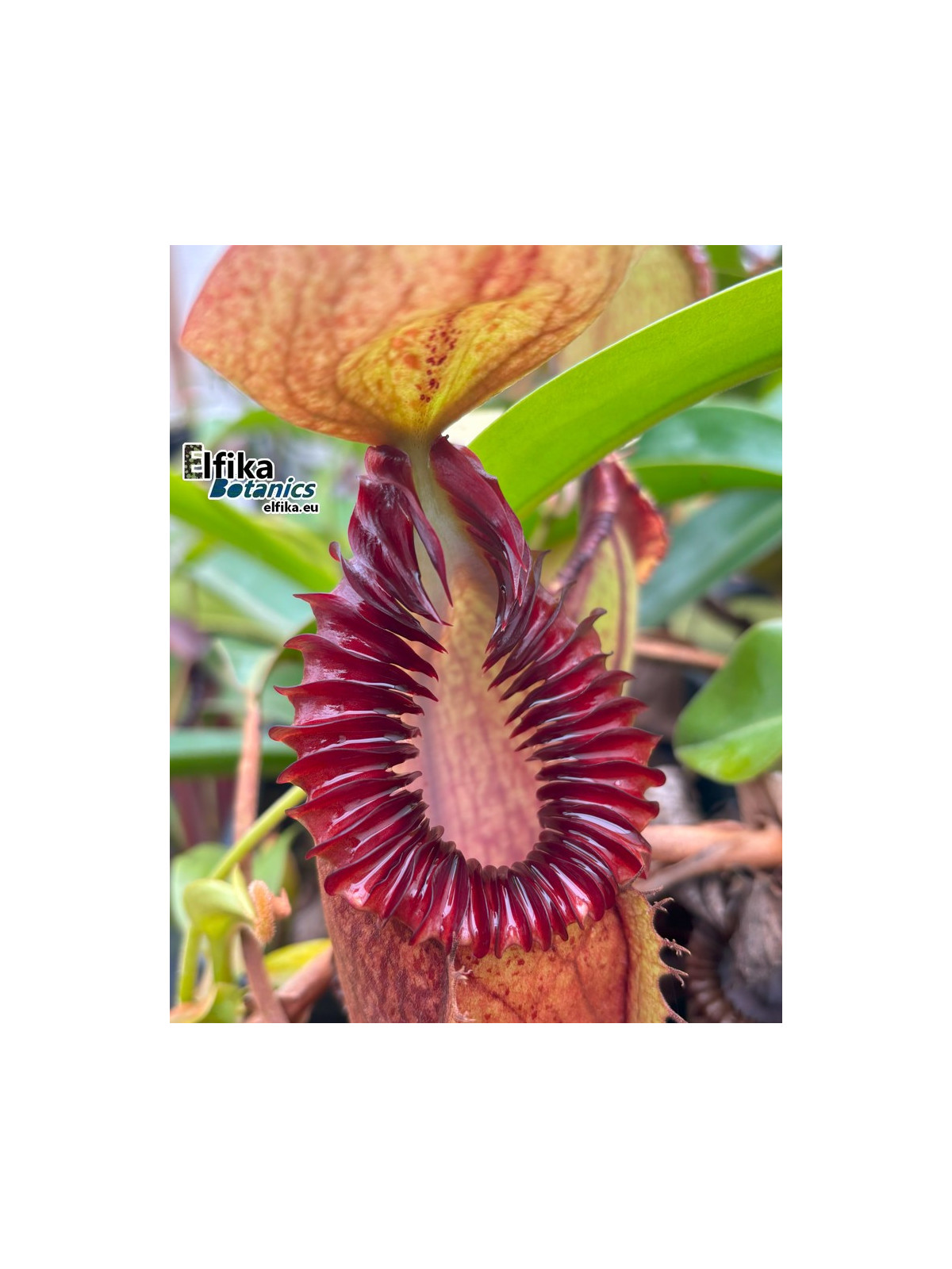 Nepenthes hamata x edwardsiana 'Vampire' (mâle)
