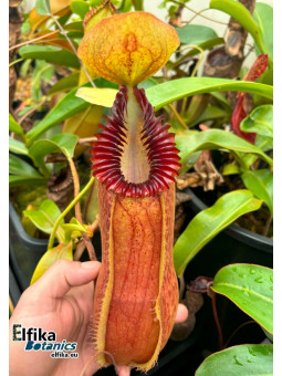 Nepenthes hamata x edwardsiana 'Vampire' (mâle)