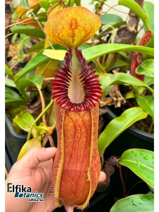 Nepenthes hamata x edwardsiana 'Vampire' (mâle)