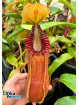 copy of Nepenthes truncata x hamata (x Predator, mâle)