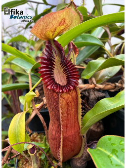 Nepenthes hamata x edwardsiana 'Vampire' (mâle)