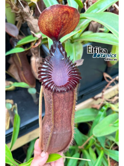 Nepenthes hamata x edwardsiana 'Vampire' (mâle)