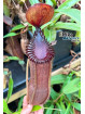 Nepenthes hamata x edwardsiana 'Vampire' (mâle)