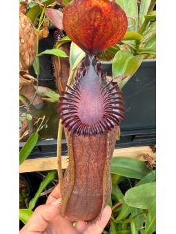 Nepenthes hamata x edwardsiana 'Vampire' (mâle)