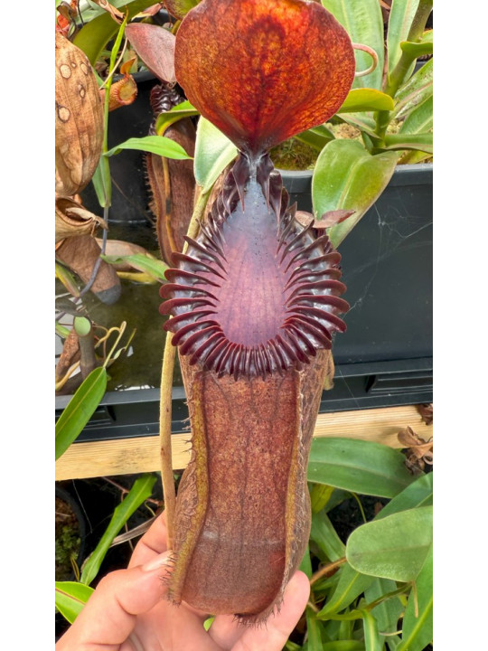 copy of Nepenthes truncata x hamata (x Predator, mâle)