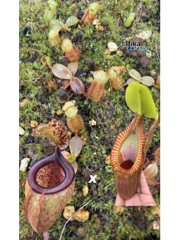 Nepenthes palawanensis LinLin x macrophylla T1 (gxEB24)