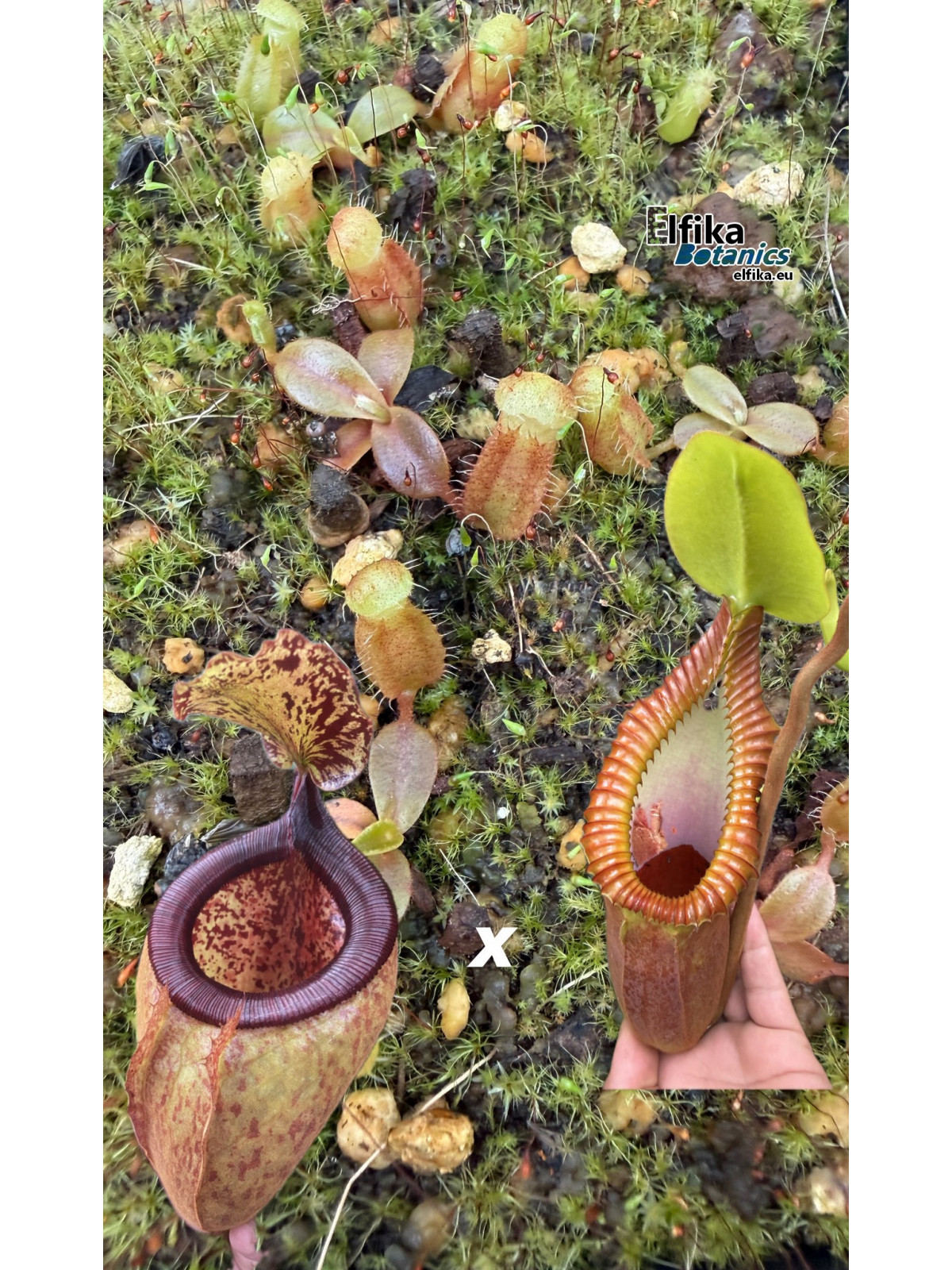 Nepenthes palawanensis LinLin x macrophylla T1 (gxEB24)