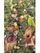 Nepenthes palawanensis LinLin x macrophylla T1 (gxEB24)