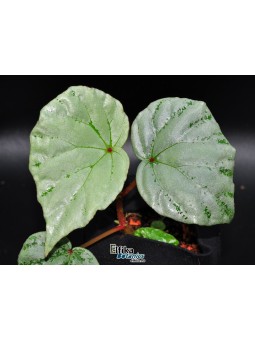 Begonia sp. Senai