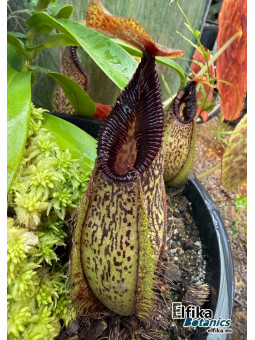 Nepenthes aristolochioides x hamata Lumut (femelle)