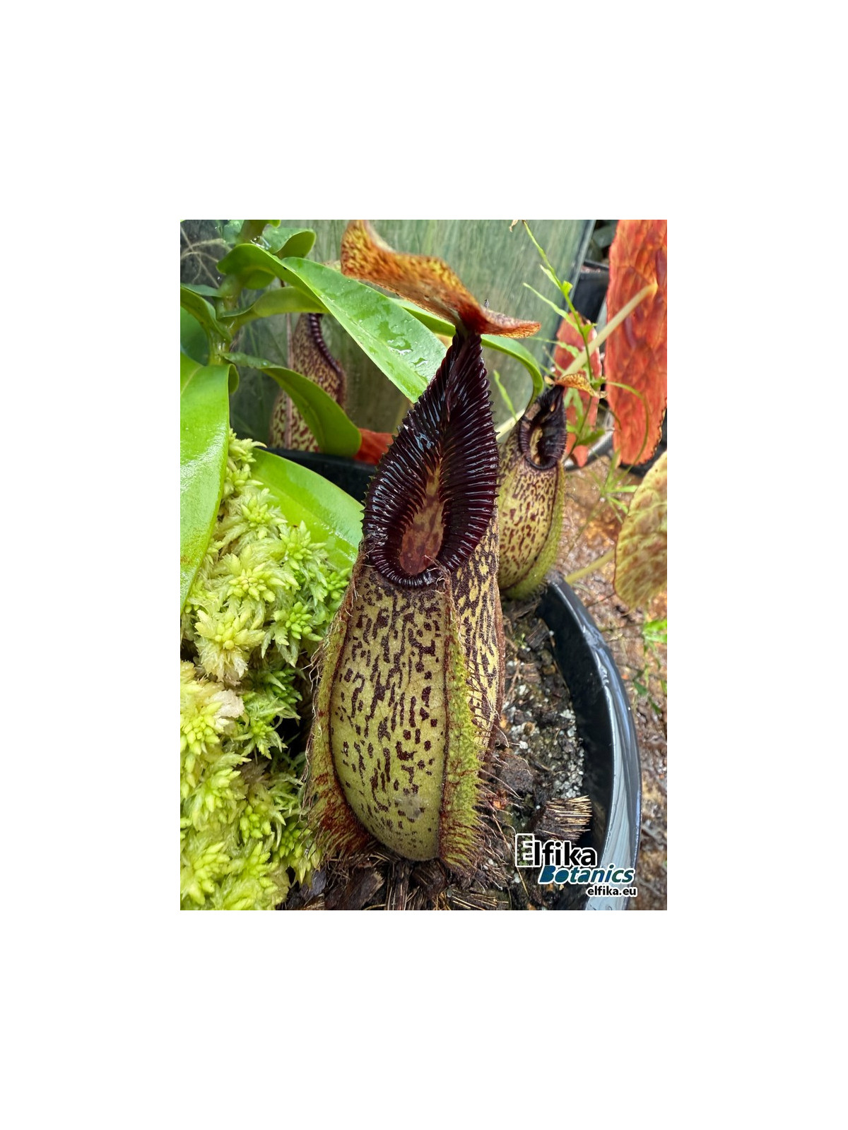 Nepenthes aristolochioides x hamata Lumut (female)
