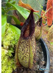 Nepenthes aristolochioides x hamata Lumut (female)