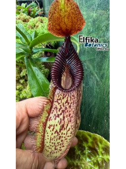 Nepenthes aristolochioides x hamata Lumut (female)
