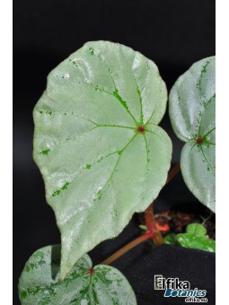 Begonia sp. Senai