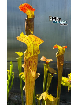 Sarracenia alata var. rubrioperculata Giant (A46, MK) Stone Co, MS