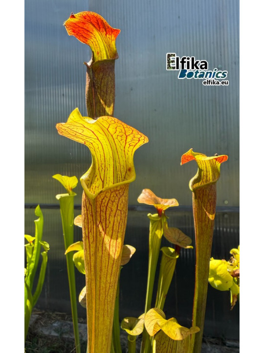 Sarracenia alata var. rubrioperculata Giant (A46, MK) Stone Co, MS