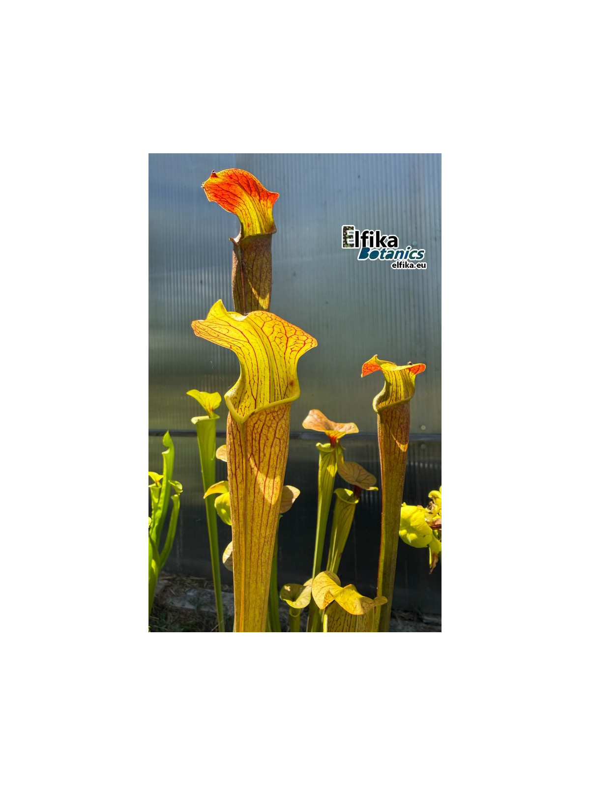 Sarracenia alata var. rubrioperculata Giant (A46, MK) Stone Co, MS