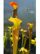 Sarracenia alata var. rubrioperculata Giant (A46, MK) Stone Co, MS