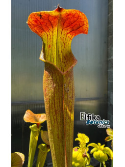 Sarracenia alata var. rubrioperculata Giant (A46, MK) Stone Co, MS