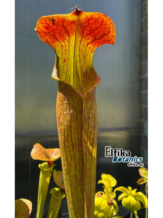 Sarracenia alata var. rubrioperculata Giant (A46, MK) Stone Co, MS