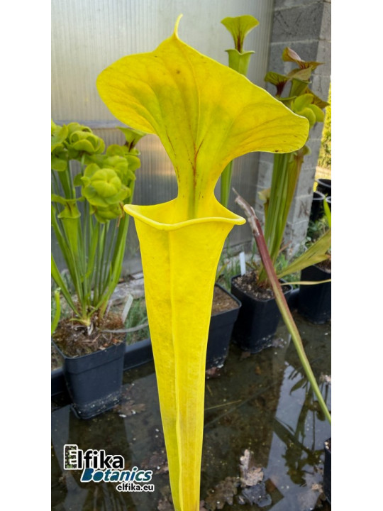 Sarracenia flava 'Goldie' (F257, MK)