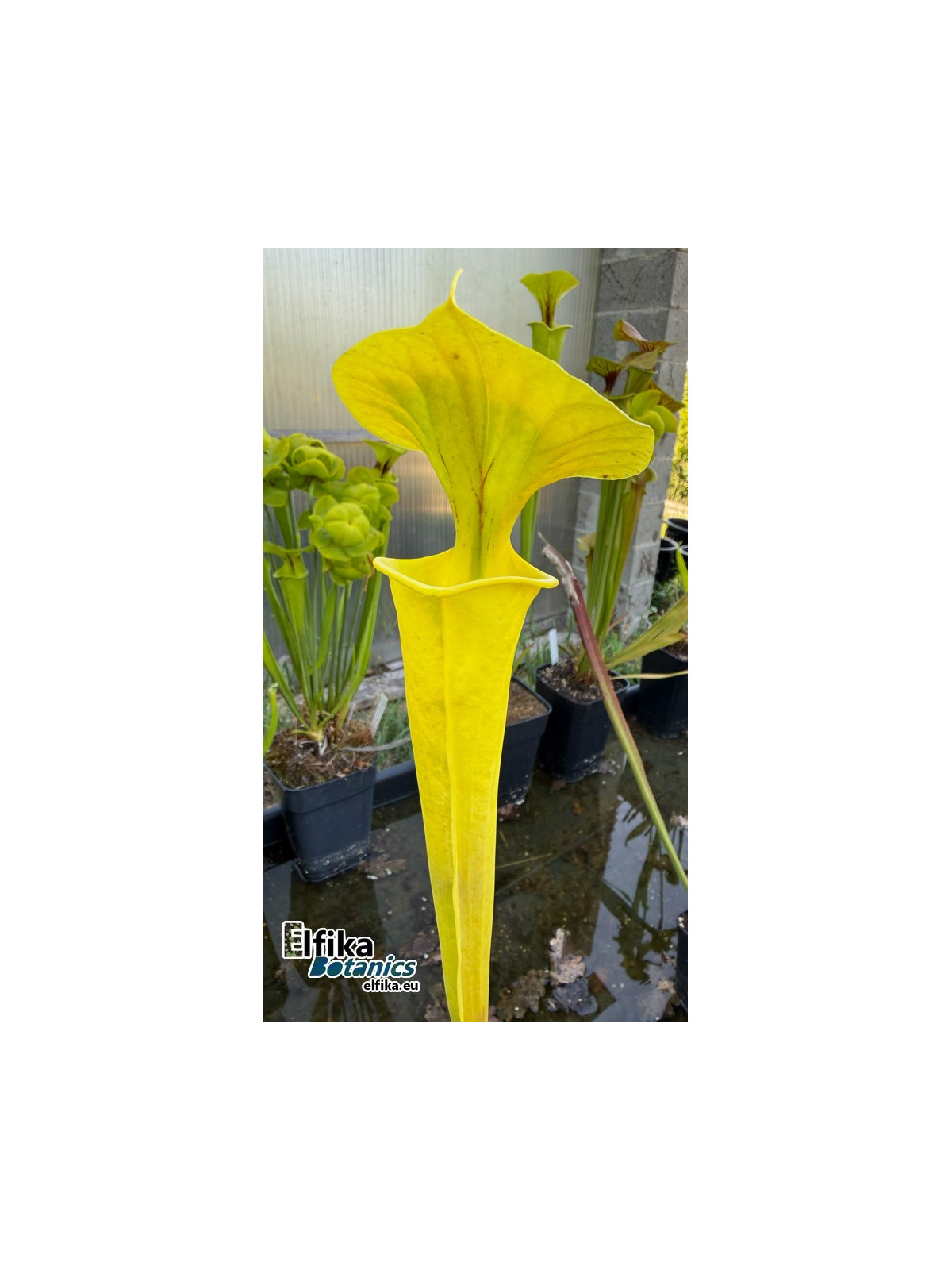 Sarracenia flava 'Goldie' (F257, MK)