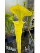 Sarracenia flava 'Goldie' (F257, MK)