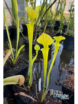 Sarracenia flava 'Goldie' (F257, MK)